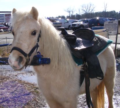 Photo of Sunshine, a palamino Shetland pony