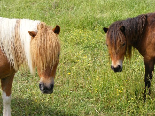 Tumbleweed and Koko trying to hide from the camera